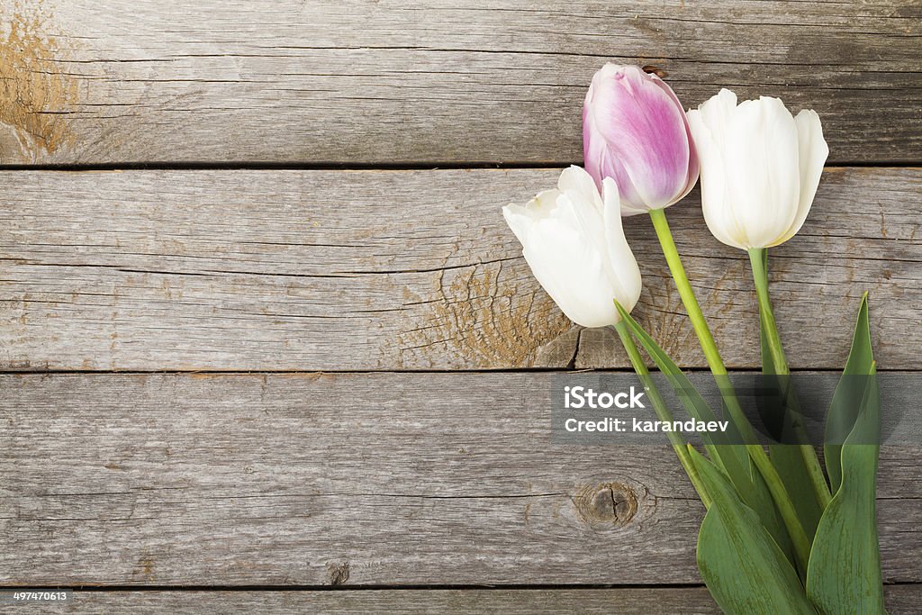 Tulipas fresco - Foto de stock de Bouquet royalty-free