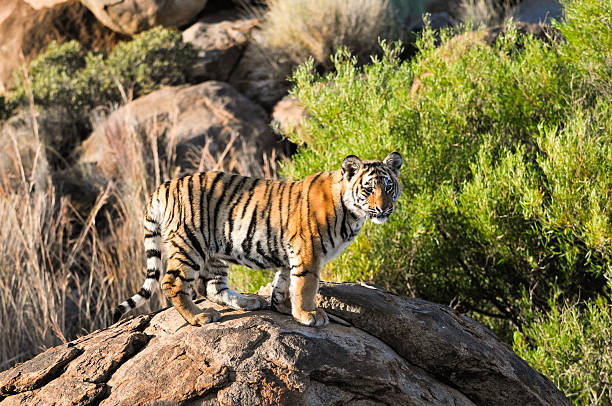 istock Portrait of a tiger 497470651