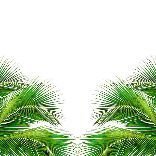 istock leaves of palm tree isolated on white background 497470857