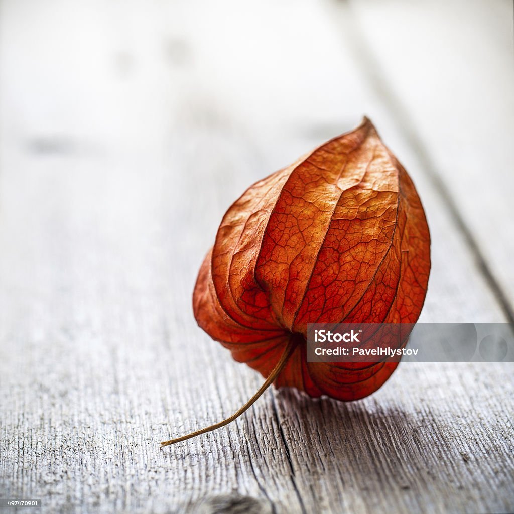 Physalis alkekengi on wood Physalis alkekengi on a wooden background with natural light Autumn Stock Photo