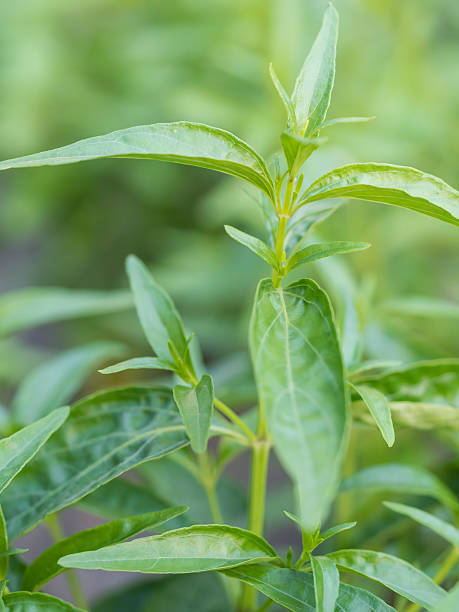 detalhe indian echinacea ou kariyat (andrographis paniculata (burm.f.) wall.ex nees) - thai cuisine asian cuisine vertical close up - fotografias e filmes do acervo