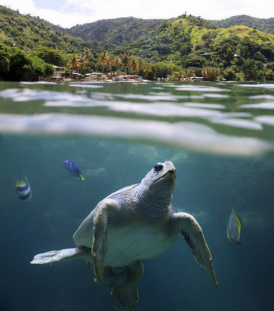 Sea turtle in front of tropical Beach