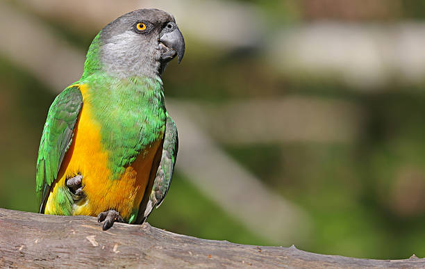 istock Close-up view of a Senegal Parrot 497472583