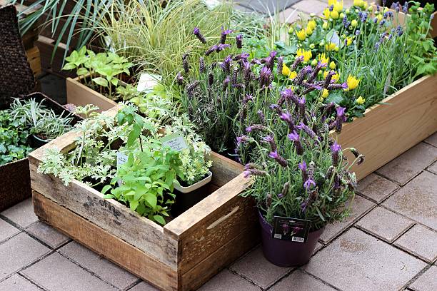 istock Small herb and flower garden built on terrace or roof 497472637