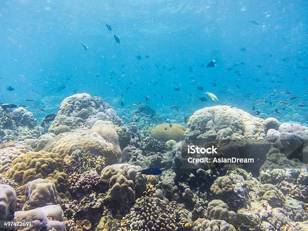 Arrecifes De Coral En De Bunaken Foto de stock y más banco de imágenes de Actividad - Actividad, Agua, Aire libre