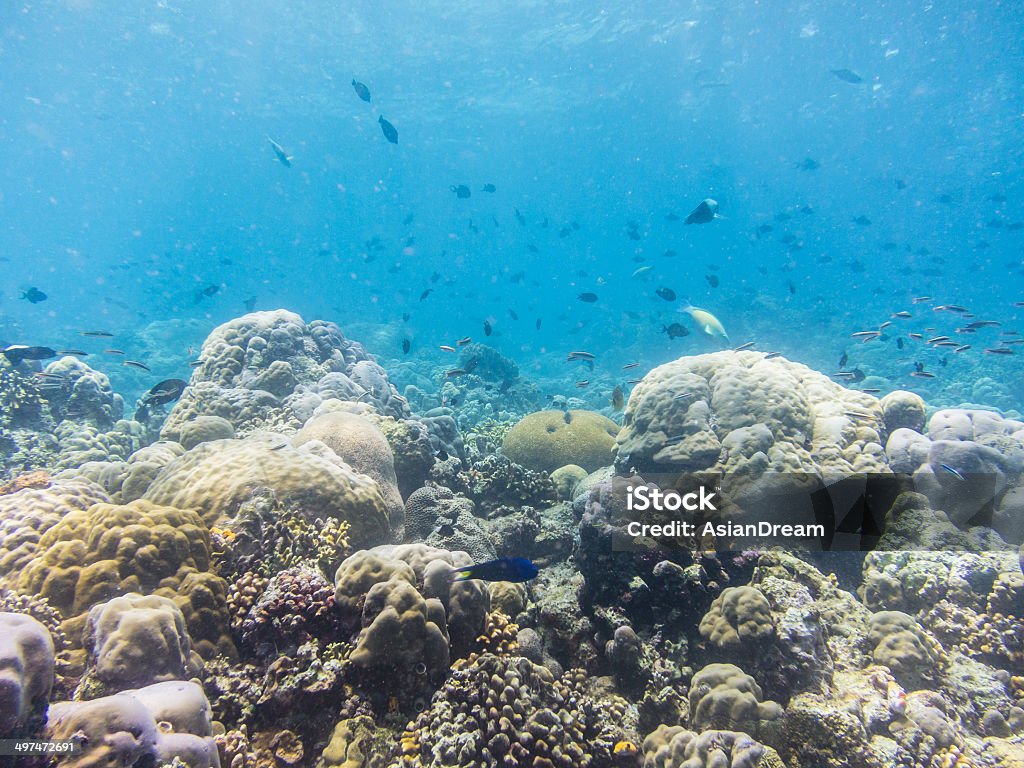 산호초 in 부나켄 - 로열티 프리 경외감 스톡 사진