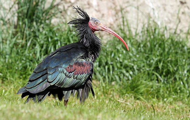 istock Close-up view of a Hermit Ibis 497472821