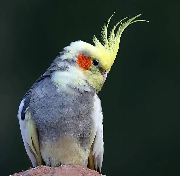 Photo of Close-up view of a Cockatiel