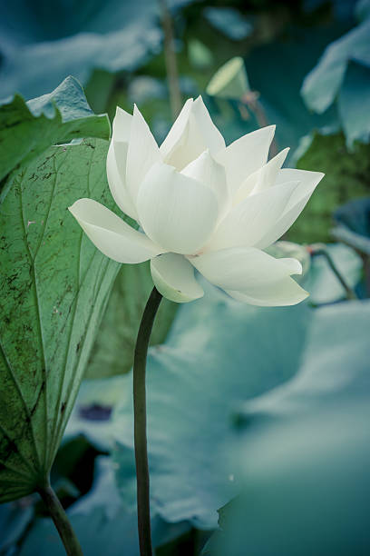 istock Beautiful white lotus flower 497473681