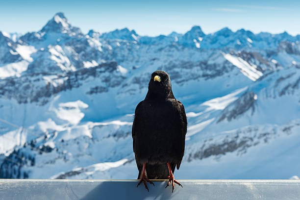 istock raven in winter landscape 497478836
