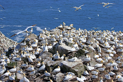 A Northern Gannet Colony, Cape St Mary Ecological Reserve - Newfoundland.  The ground is fully covered with nesting seabirds.  Canada