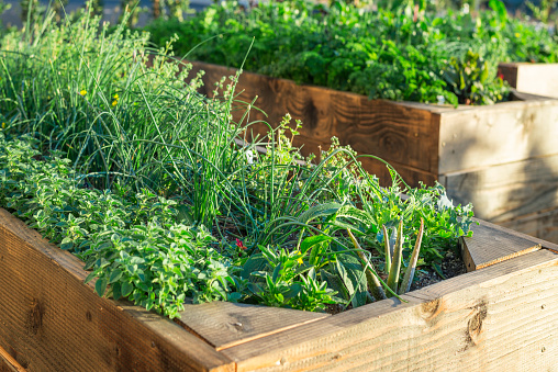 Organic food garden in boxed wood
