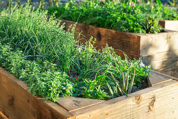 Organic food garden stock photo