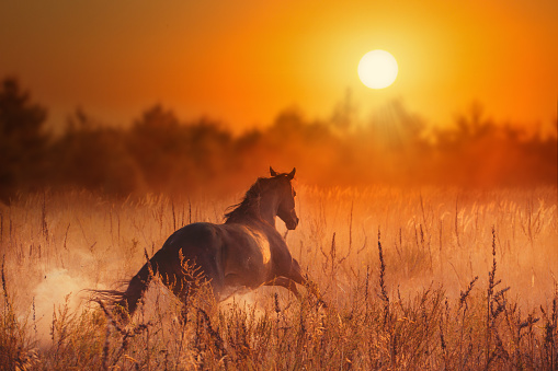 Brown horse galloping in the orange sunset