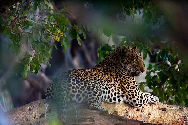 istock Leopard resting on a tree near Satara Camp, Kruger Park 497480188