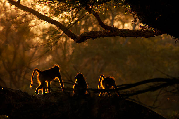 baboons am frühen morgen, kruger nationalpark, südafrika - kruger national park monkey baboon africa stock-fotos und bilder