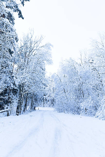 istock Russian winter forest in snow 497480438