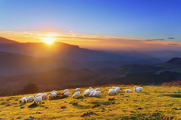 flock of sheep at the sunset