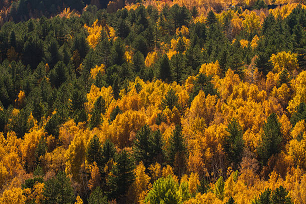 istock Birches the volcano Etna in autumn 497481054