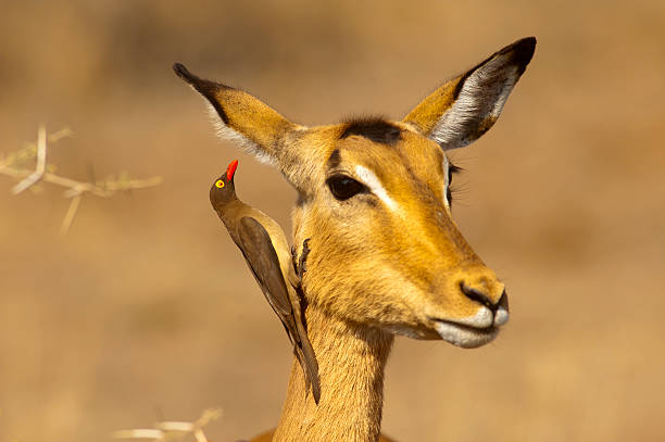 istock Red-billed oxpecker (Buphagus erythrorhynchus) feeding on a female impala 497482218
