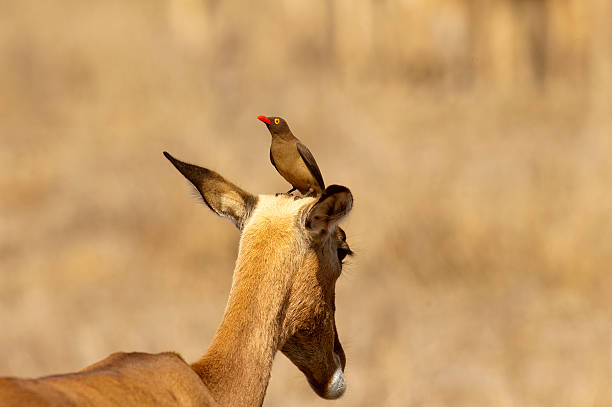 istock Red-billed oxpecker feeding on a female impala Kruger National Park 497482672