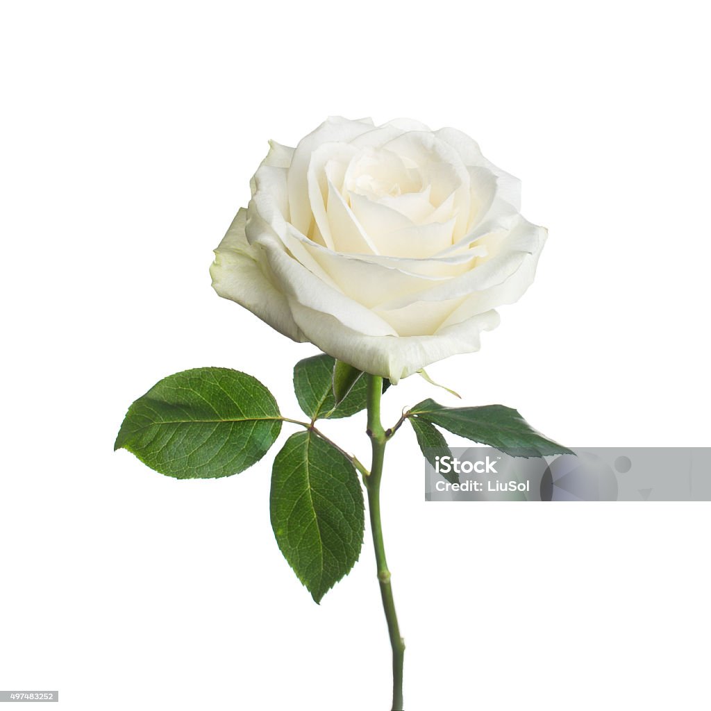 Single White Rose Isolated Background Stock Photo - Download Image ...