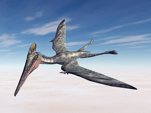 Pterosaur Pterodactylus stock photo