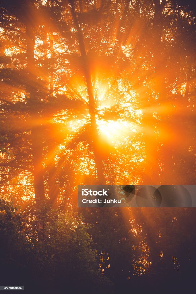 Sunbeams through tree in morning fog  details Sunbeams through tree in morning fog  details of foliage and branches 2015 Stock Photo