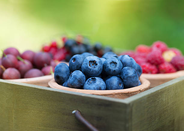 istock currant, raspberry, gooseberry, blueberry in garden 497485172