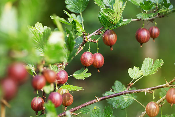 istock gooseberry in garden 497485466