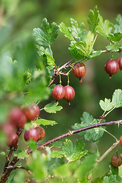 istock gooseberry in garden 497485488