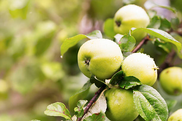 istock Fresh apple crop outdoors 497485560