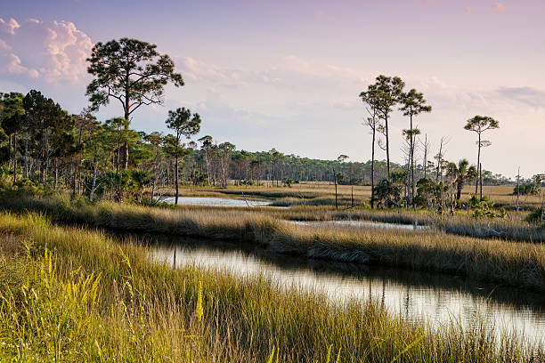 istock St. Marks National Wildlife Refuge 497486114