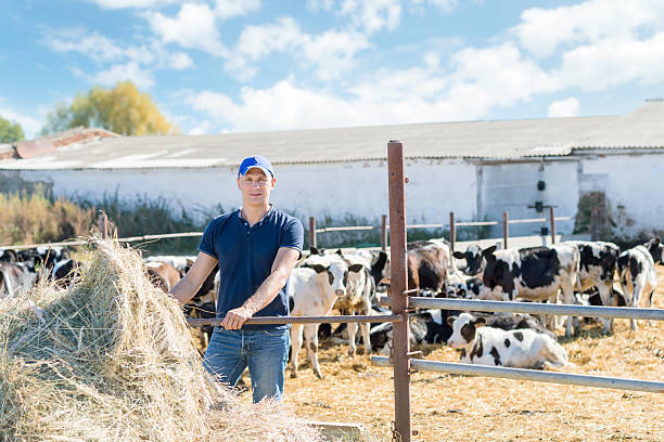 istock Farmer is working on farm with dairy cows 497486640
