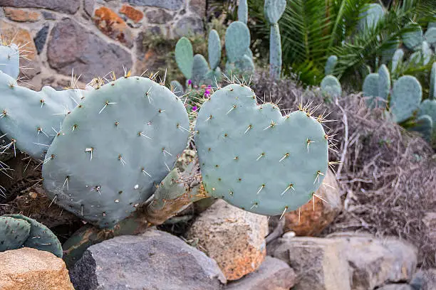 Paddlewheel Cactus And Rock Garden