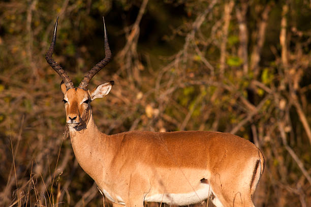 istock Impala at Kruger National Park, South Africa 497487724