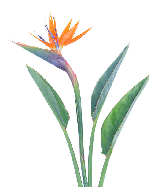 istock Bird of paradize flower 497487726
