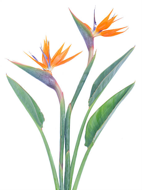 istock Bird of paradize flower 497487764