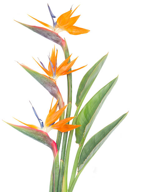 istock Bird of paradize flower 497487898