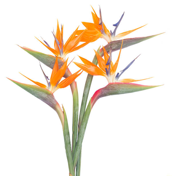 istock Bird of paradize flower 497488006