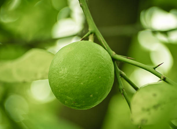 Lemon on tree stock photo