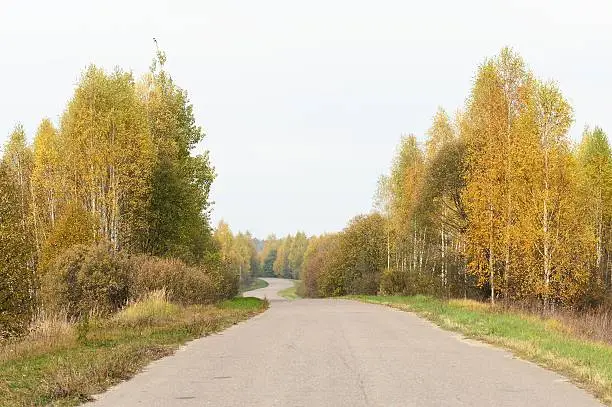 Empty road in autumn countryside with yellow birchtrees horizontal