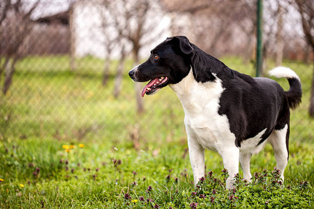 razza mista, bianco e nero di cane ostentare - mascular foto e immagini stock