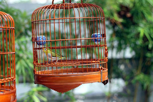 istock Many birdcage on bird park in Hong Kong 497489389