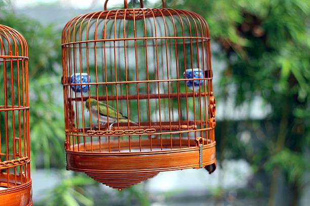 istock Many birdcage on bird park in Hong Kong 497489391