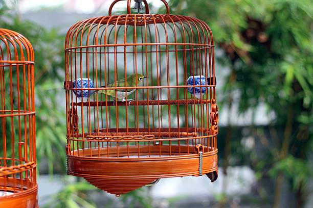 istock Many birdcage on bird park in Hong Kong 497489395