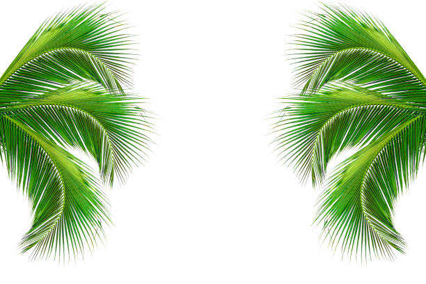 istock leaves of palm tree isolated on white background 497489601