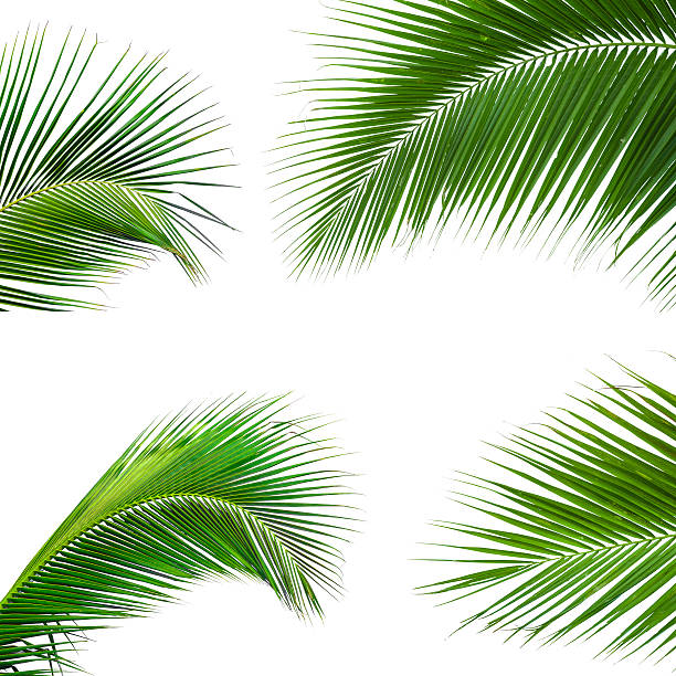 istock leaves of palm tree isolated on white background 497490005