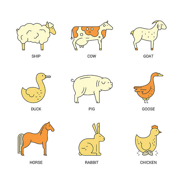 bauernhof tier icons - livestock isolated young animal chicken stock-grafiken, -clipart, -cartoons und -symbole
