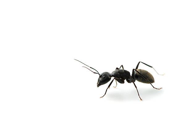 istock KURO-OARI Ant-Camponotus japonicus 497490373